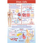 Stem Cells Poster