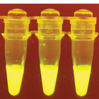 P51&trade; Molecular Glow Labs&trade;