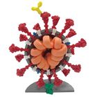 Coronavirus Models, 4"