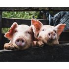 Agricultural Monitoring Lab: A Case Study in Antibiotic Resistance Kit