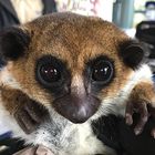 Conservation Genetics Lab: Discovering Lemur Diversity Kit