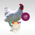 Lavender Chicken (Lav*L) DNA Test, 38 Tests