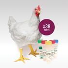 Recessive White Chicken DNA Test, 38 Tests