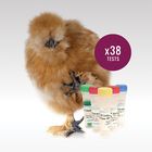 ZeeWee&trade; I Chicken DNA Sex Test, 38 Tests