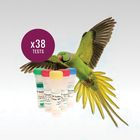 ZeeWee&trade; II Parrot DNA Sex Test, 38 Tests