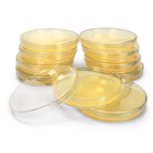 Luria Broth Agar Ampicillin X Gal