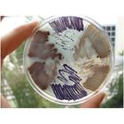 BioBuilder&reg; What a Colorful World