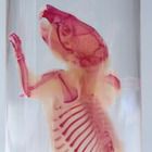 Cleared and Stained Rat, 4 to 5"