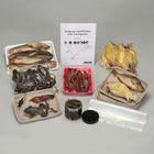 Studying Classification with Cladograms Kit