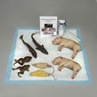 Comparative Vertebrate Anatomy Kit