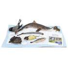 Vertebrate Survey Set