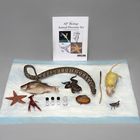 Animal Diversity Set for AP&reg; Biology
