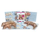 Pig Dissection BioKit&reg;