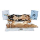 Cat Dissection Kits