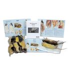 Rat Dissection BioKit&reg;
