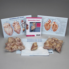 Mammalian Heart Dissection BioKit&reg;