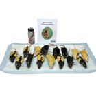 Advanced Rat Dissection BioKit&reg;