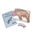 Pig Anatomy Kit