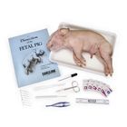 Pig Anatomy Kit With Dissecting Set