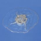 Preserved Common Jellyfish (Aurelia), Extra Large, 4-6"