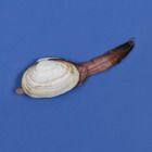 Preserved Long-Necked Clam (Mya)