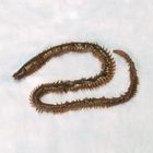 Preserved Nereis, 8 to 12"