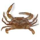 Carolina's Perfect Solution&reg; Blue Crab, Plain