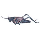 Carolina's Perfect Solution&reg; Louisiana Lubber Grasshopper, 2 to 3", Latex Injected