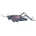 Preserved Louisiana Lubber Grasshopper Latex Injected Giant 2 3