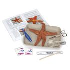 Carolina's Young Scientist&trade; Starfish Dissection Kit