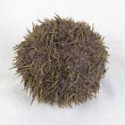 Preserved Sea Urchin, Pack of 10