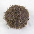 Preserved Sea Urchin Pack Of 10