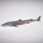 Carolina Quick Tips: Dogfish Shark Dissection