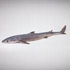 Formalin Dogfish Shark 22 To 27 Plain 1 Per Bag