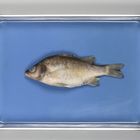 Formalin Preserved Perch