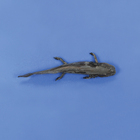 Formalin Preserved Salamanders, Plain