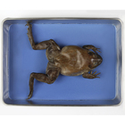Formalin Preserved Bullfrogs, 5"+