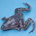 Formalin Preserved Frogs, 3 to 4"