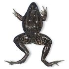 Preserved Frogs, Bullfrogs, & Necturus