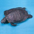 Carolina's Perfect Solution&reg; Turtle, 5"+, Plain, Pail