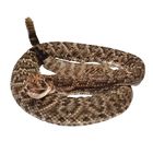 Perfect Solution Rattlesnake