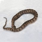 Carolina’s Perfect Solution&reg; Snake