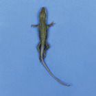 Carolina's Perfect Solution&reg; Anole, 3"+, Plain