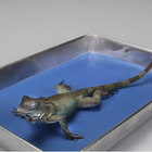 Formalin Preserved Iguanas, Plain