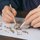 Owl Pellet Study Kits