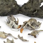Owl Pellet Dissection