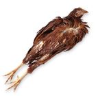 Formalin Preserved Chickens