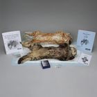 Mammalian Structure and Function Dissection Kit for AP&reg; Biology