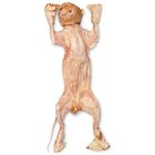 Carolina's Perfect Solution&reg; Preserved Skinned Cats