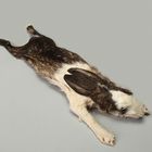 Formalin Preserved Rabbits, Mature, 1 Per Bag